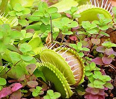 Muŝkaptilo de Venuso (Dionaea muscipula)