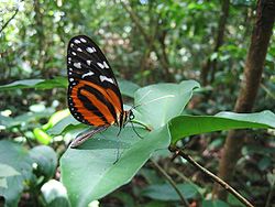 Heliconius hecale in Panama.