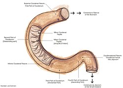 Duodenumanatomy.jpg