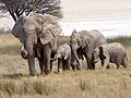 Elefanten an der Etosha-Pfanne in Namibia (2014)