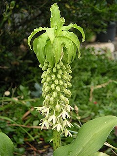 Eucomis bicolor