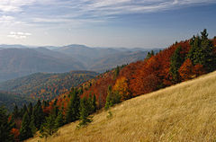 Fotografia barwna, łagodne góry porośnięte różnobarwnym lasem mieszanym, na pierwszym planie złota pochyła łąka