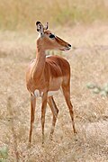 Female impala