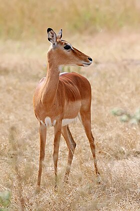 Impala (Aepyceros melampus) fêmea