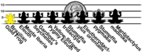Comparação do tamanho de várias espécies de rãs pequenas. O sapo-pulga encontra-se à esquerda.