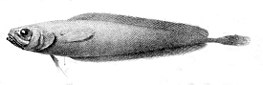 Acheilognathus imberbis