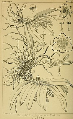 Gastrochilus japonicus drawing.jpg