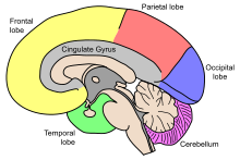 Lobes of the brain Gehirn, medial - Lobi en.svg