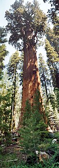 Le General Sherman est un séquoia géant qui, avec un volume de 1 487 m3, est l'arbre le plus imposant du monde. Vieux d'environ 2 200 ans, il mesure 83,8 m de haut et son diamètre à la base est de 11,1 m pour une circonférence de 31,1 m. Cet arbre se situe au Parc national Sequoia, en Californie. (définition réelle 1 345 × 3 791)