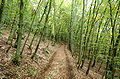 Waldweg zwischen Saager und Gumisch unter den Skarbin-Abbrüchen oberhalb der Annabrücke