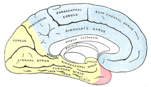 Beynin ortadan kesilmiş ve sol iç taraftan görünümü. PCA ile beslenen alan sarı renkte gösterilmiştir.