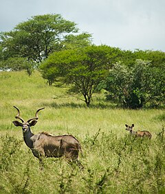 Hegyi nyala