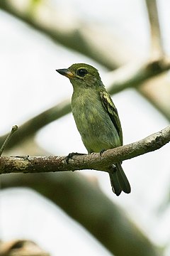 Description de l'image Green Tinkerbird, Arabuko-Sokoke Forest, Kenya CD5A4273.jpg.