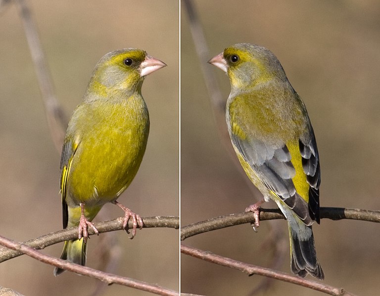 File:Greenfinch.jpg