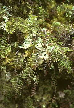 Description de l'image Hymenophyllum dentatum.jpg.