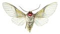 December 20: The moth Idalus paulae.
