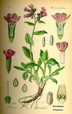 Illustration Pulmonaria officinalis0.jpg