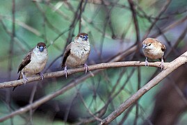 Part of a flock, with an immature