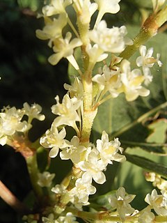 Japana falopio (Fallopia japonica)