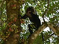 Makak lví hodující na fících fíkovníku hroznovitého (Ficus racemosa)