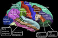 2008年。脳のMRIデータ。2000年ごろから、脳のMRI撮影データに対し、プログラムを用いて自動で脳回・脳溝へ領域分けができるようになってきている。ただし区分け精度がそれほど高くなく、質の向上が研究課題とされている[2]。