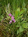 Lathyrus linifolius