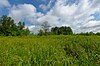 Lawin Sedge Meadow.jpg