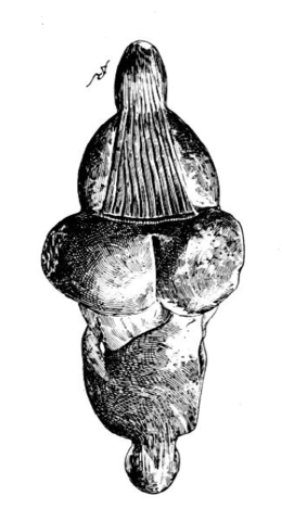 La vénus retournée : le pagne devient une chevelure, la fossette en bas du sillon inter-fessier devient la fossette sacrée.