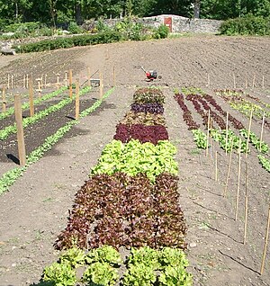 English: Lettuces with Rotovator Salad crops i...