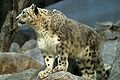 Snow leopard in San Diego Zoo