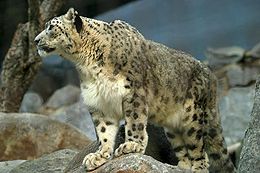 Snøleopard