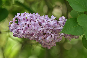 A lilac bush (Syringa vulgaris) showing a pani...