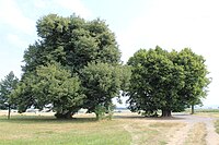 Lindengruppe am Schwedenstein