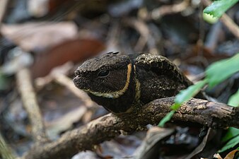 Fotografie lelka ušatého ze Sulawesi