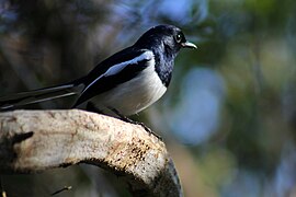 Madagaskardayallijster (Copsychus albospecularis)