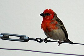 Madagaskarwever (Foudia madagascariensis)