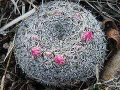 Description de l'image Mammillaria klissingiana 2.jpg.