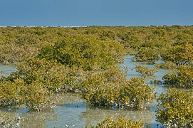 Mangrove forest at high tide