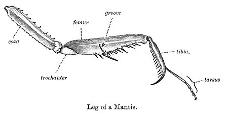 カマキリの亜鋏状（鎌状）の前脚