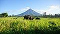 Mayon Volcano, Albay.jpg