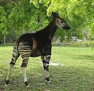 Okapi