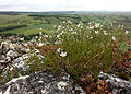 Blick von der Klippe, im Vordergrund die in Österreich gefährdete[5] Borsten-Miere (Minuartia setacea).