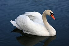 Mute swan Vrhnika.jpg