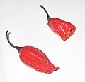 Naga jolokia pepper (bhut jolokia) (C. chinense x C. frutescens)