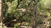 Miniatura para Bosques caducifolios secos de la meseta central de Deccan