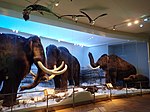 Naturhistoriska museet, Helsingfors