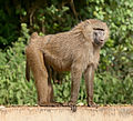 Image 12 Olive baboon Photo: Muhammad Mahdi Karim The olive baboon (Papio anubis) is an Old World monkey found in 25 countries throughout Africa, making it the most widely ranging of all baboons. It is named for its coat, which, at a distance, is a shade of green-grey. At closer range, its coat is multi-colored, due to rings of yellow-brown and black on the hairs. It is omnivorous, finding nutrition in almost any environment, and able to adapt with different foraging tactics. More selected pictures