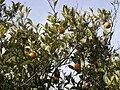 (161) Orange Tree شجر البرتقال في الأردن