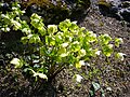 Helleborus odorus