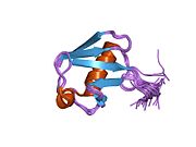 1g6j​: Struktura rekombinantnog humanog ubikvitina u AOT reverznim micelama